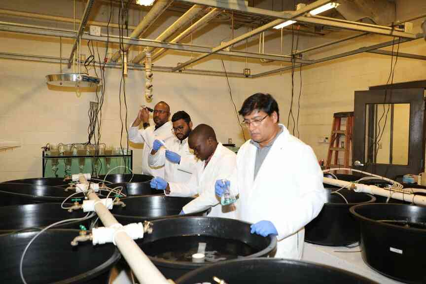 Researchers at University of Arkansas at Pine Bluff study brine shrimp as potential poultry feed