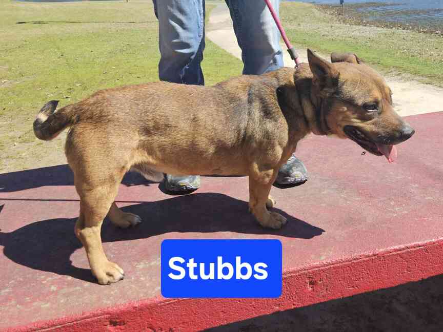 Meet Stubbs