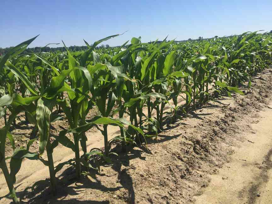 Farmers facing ditch, field work after rains