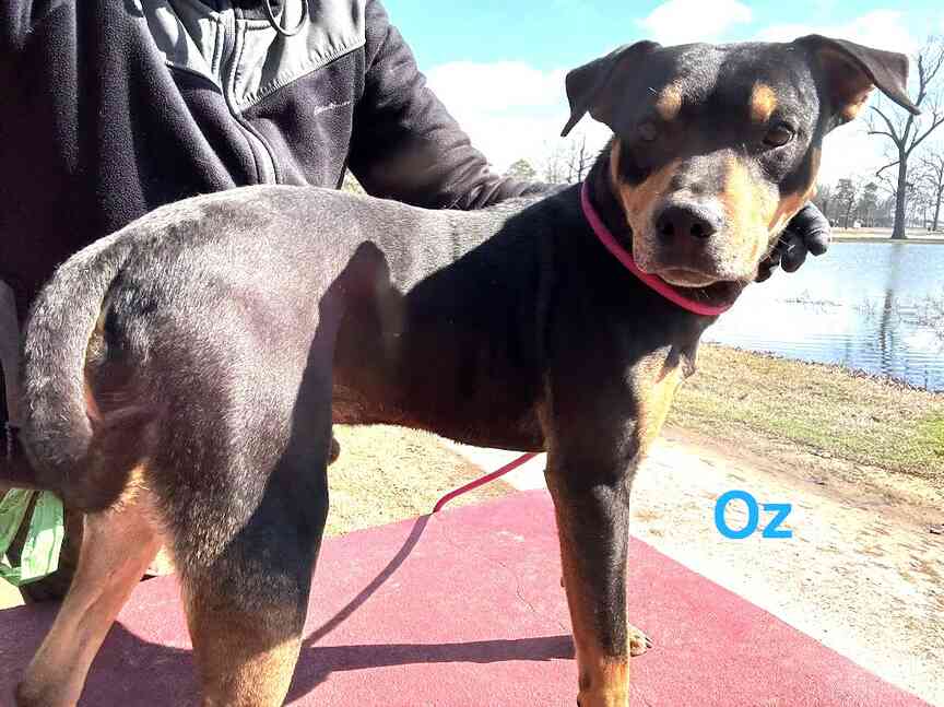 Meet Oz
