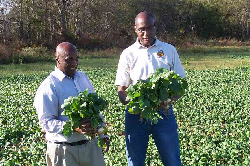 March, April perfect to plant spring greens