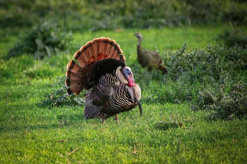 Arkansas turkey hunters will require new tag