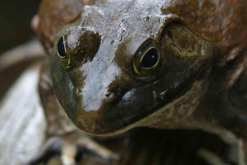Bullfrog season delayed by more than 6 weeks over population concerns