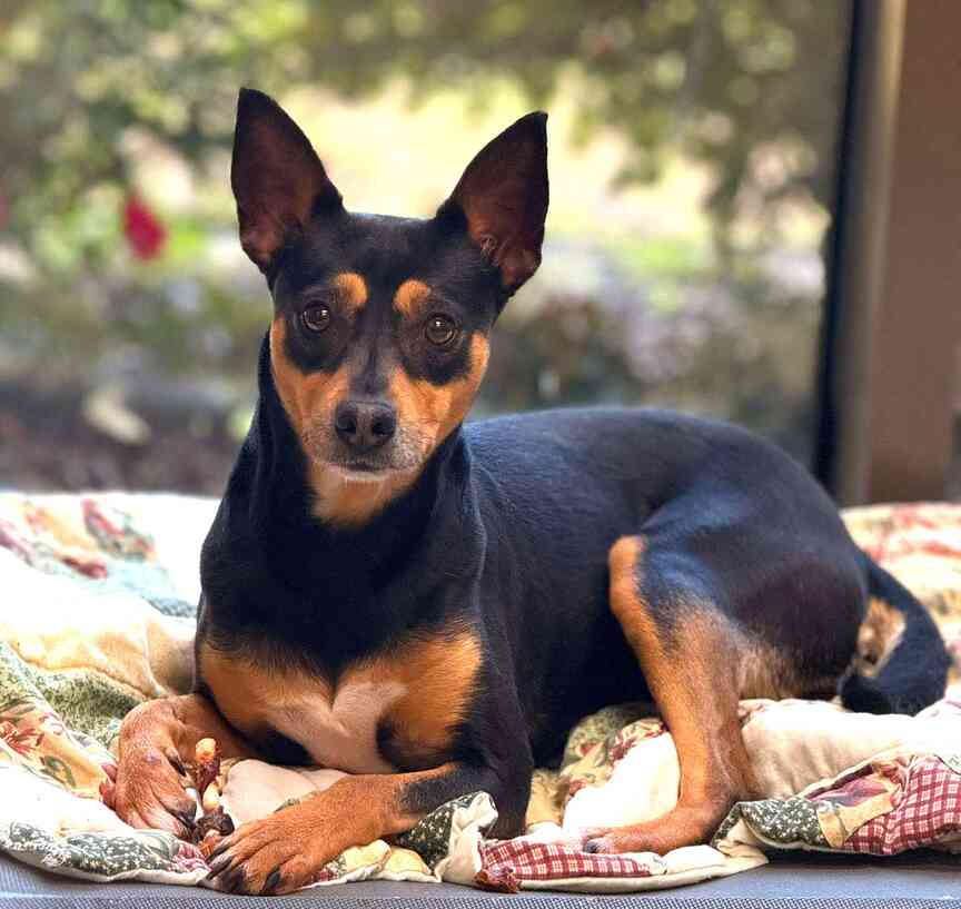 Meet Cloe