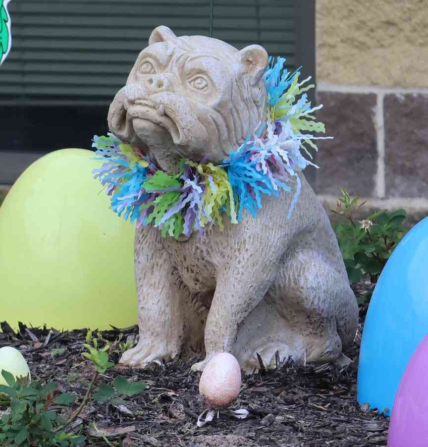 WH Bulldog at Easter