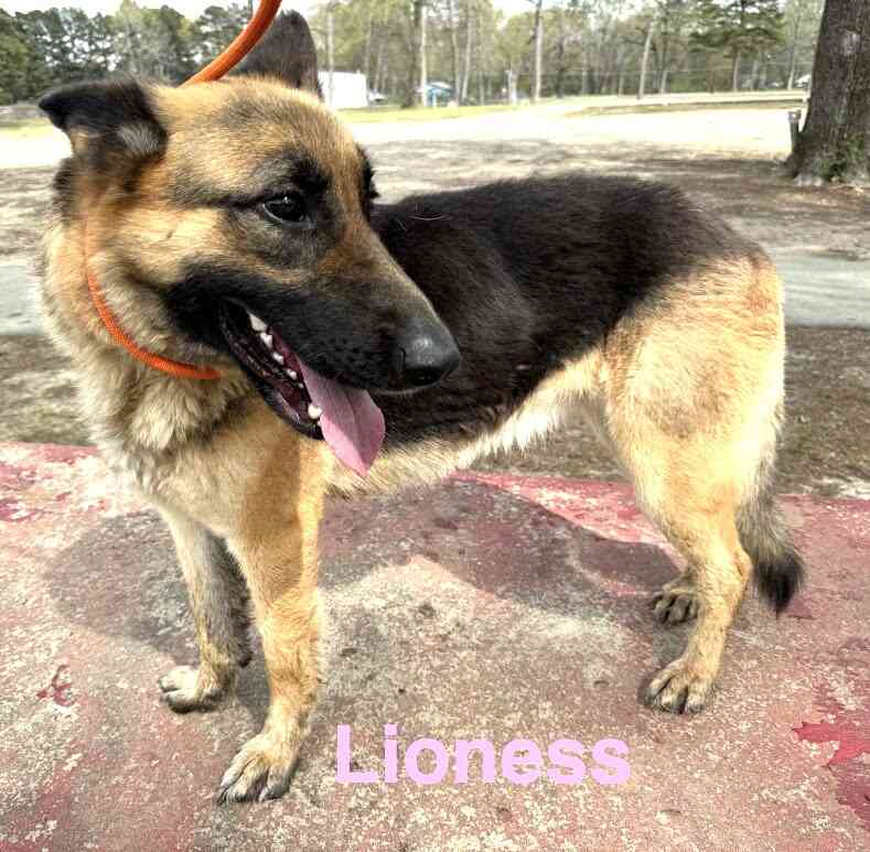 Meet Lioness