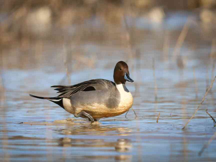 Opportunity abounds for hunting pintail duck