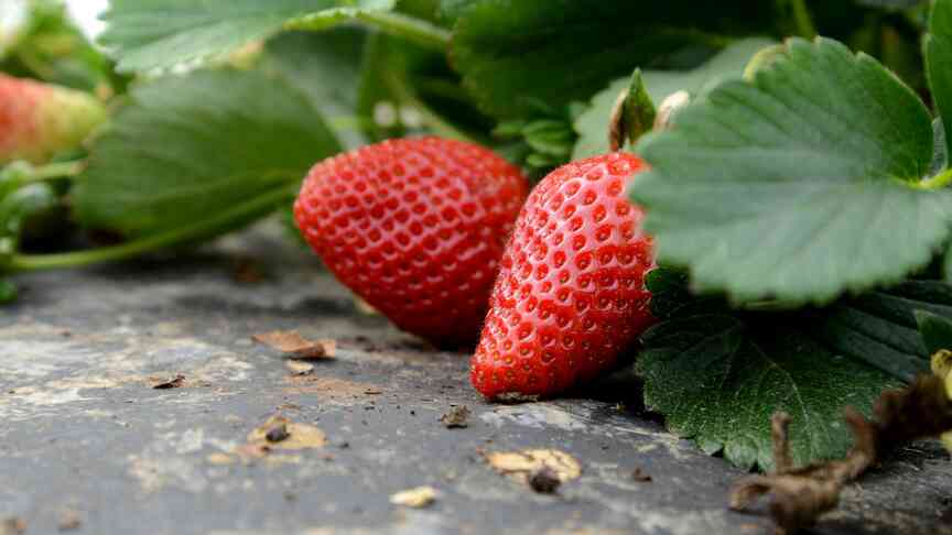 Fungal disease strikes state strawberry crops