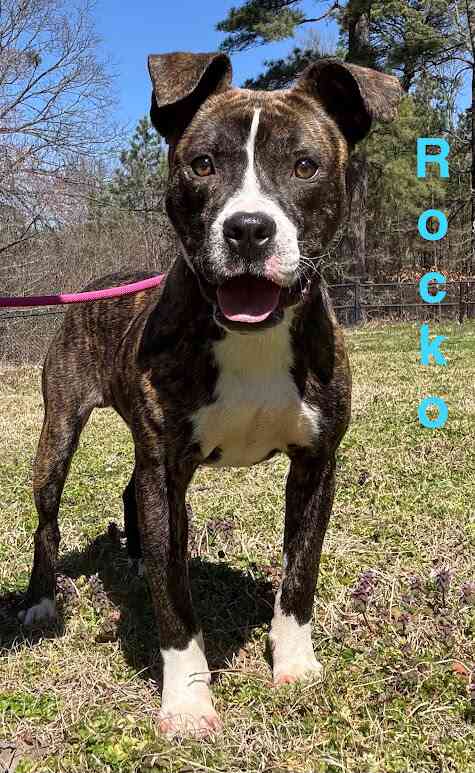 Meet Rocko