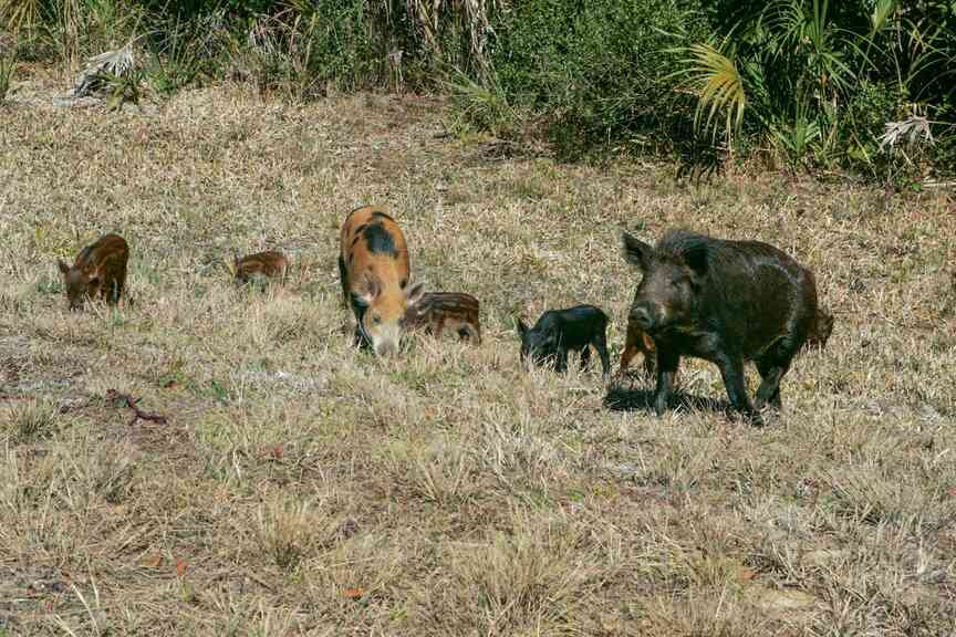 State’s efforts to rein in feral hogs see progress