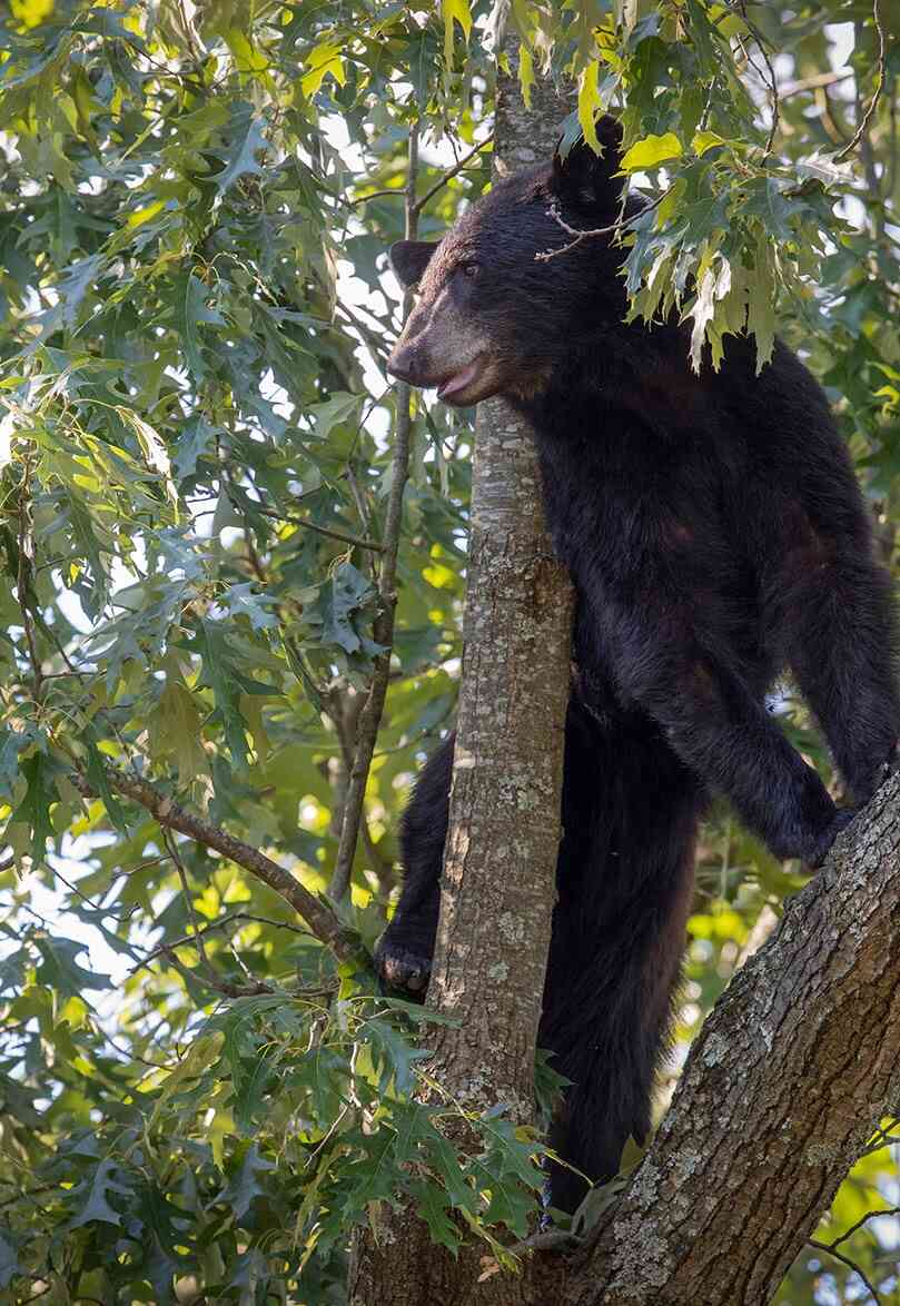 Spring bear sightings bring excitement, risk