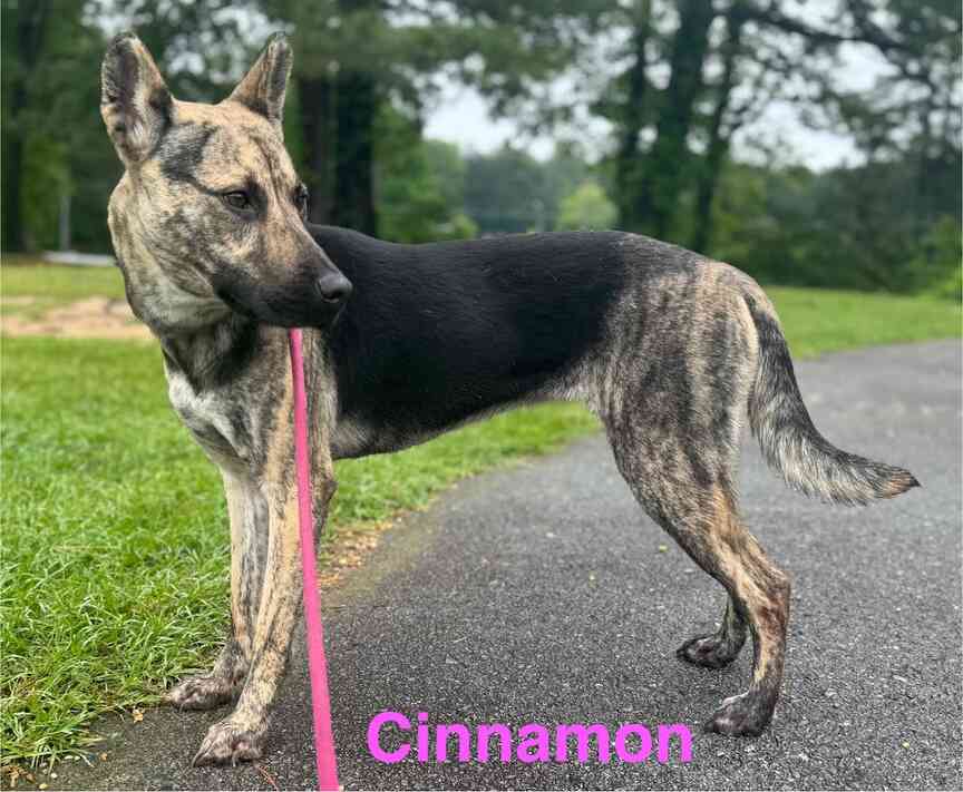Meet Cinnamon