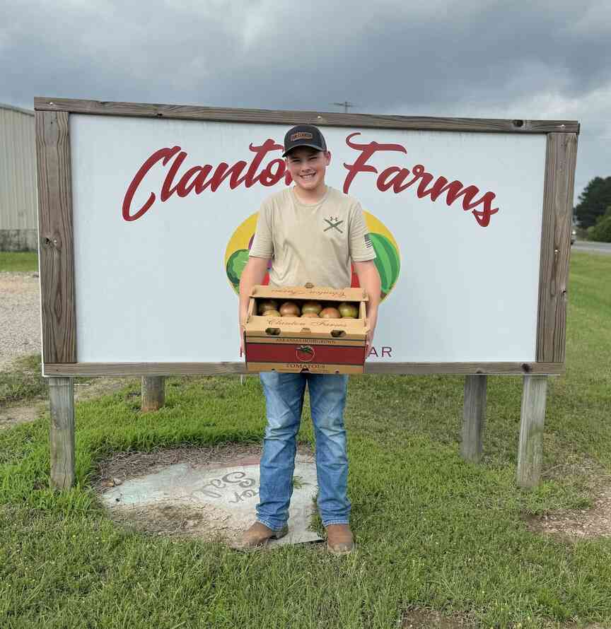 Year’s tomato season seen off to early start