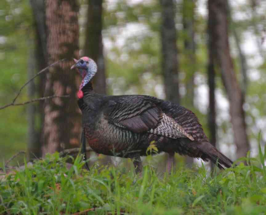 Arkansas hunters report 11,332 turkeys for spring, up 21% from 2024