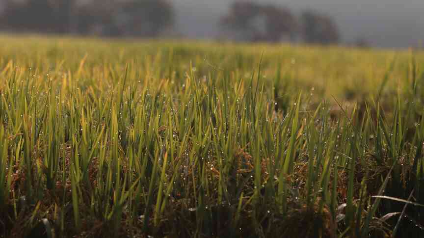 Rainy weather wipes out about 50,000 acres of Arkansas’ early planted rice