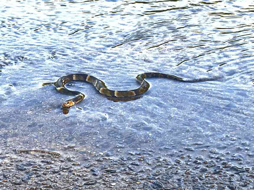 Education key to staying safe with snakes in Arkansas