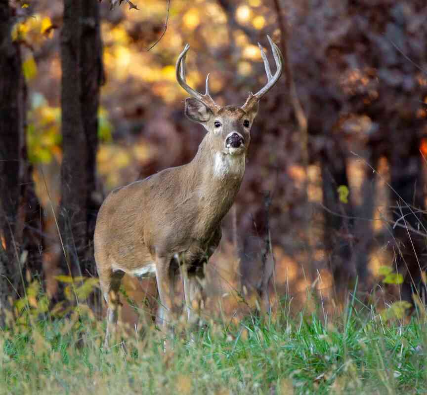 July 1 is cutoff to apply for Game and Fish Commission’s permit-based deer hunts