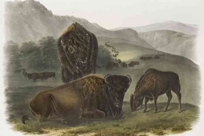 Exhibition at Arkansas museum spotlights artists’ role in wildlife conservation