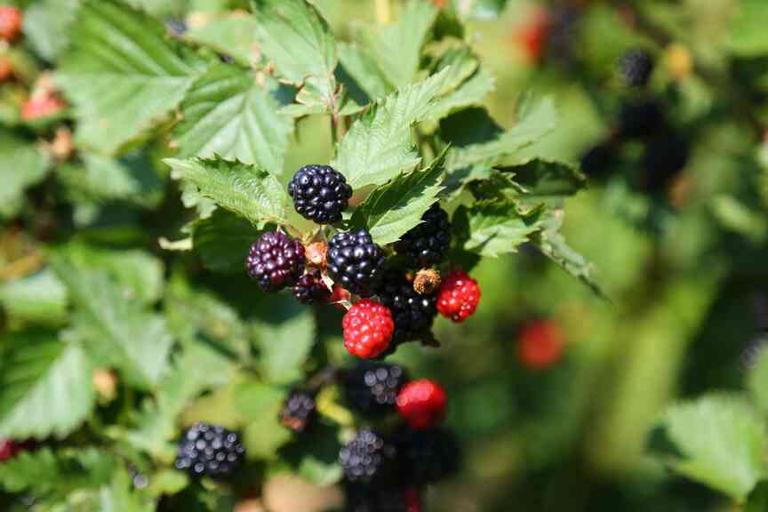 State’s blackberries endured spring of ‘hail and fire,’ farm expert says