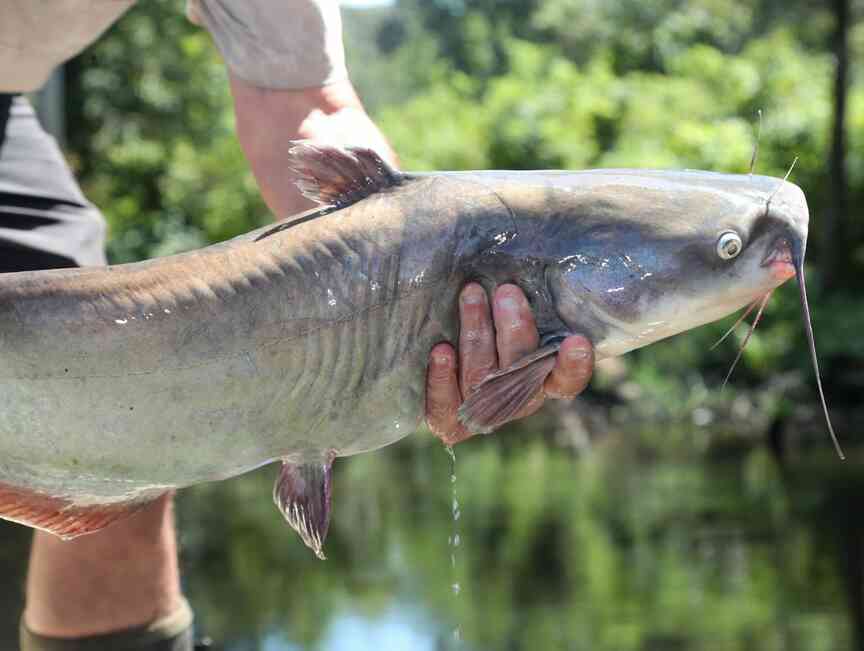 Baxter donates extra fish for pond-stocking