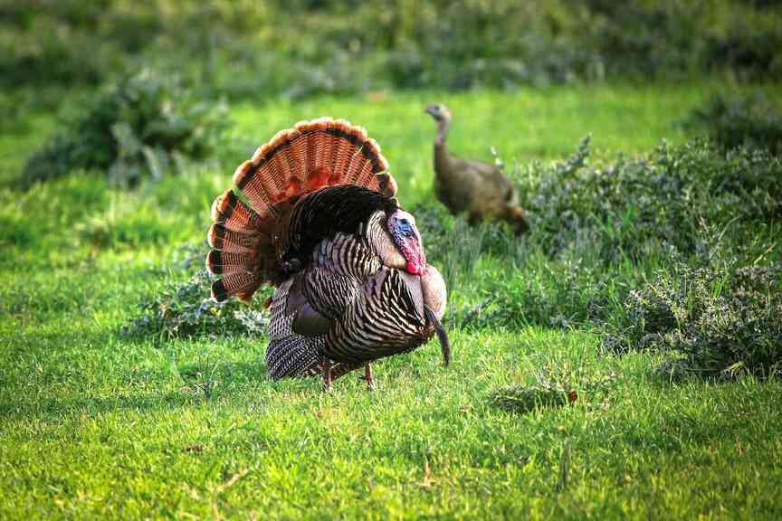 Game & Fish seeks help collecting turkey data