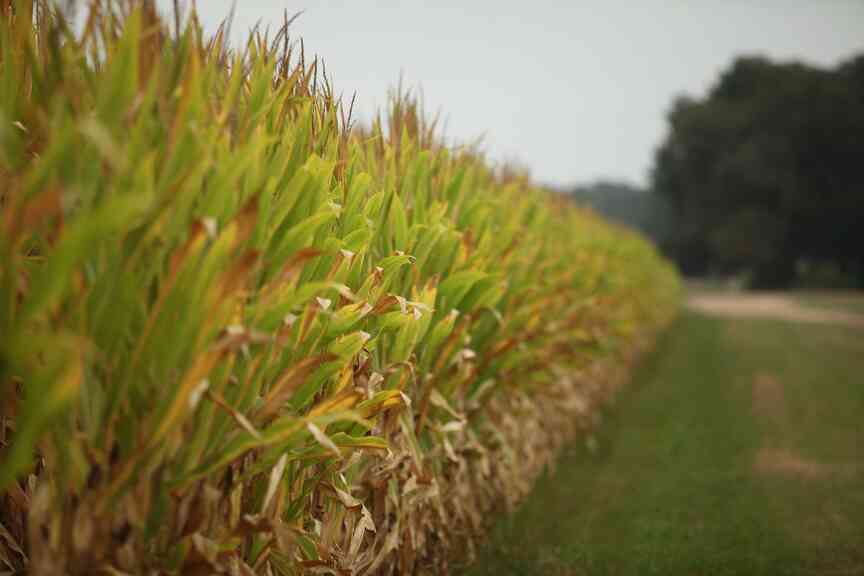 Latest federal spending bill keeps farms’ safety nets largely intact, extension economist says