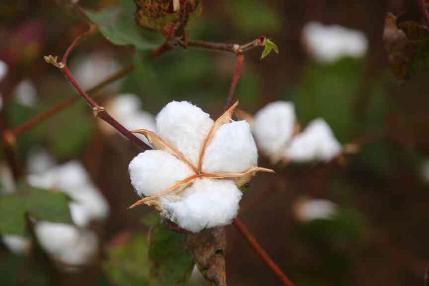 Abundant rain events dampen cotton season