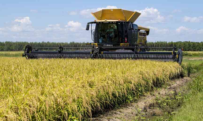 Rice malt a competitive beer brewing alternative