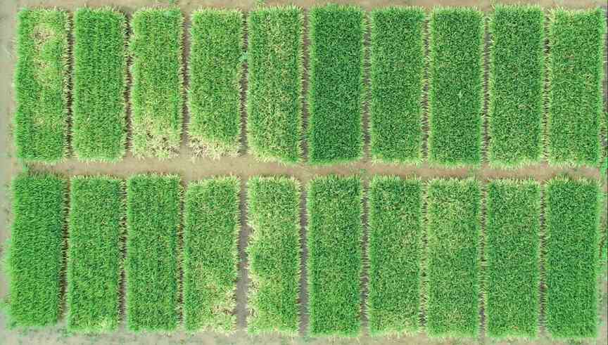 Fluridone good against pigweed, but exercise caution