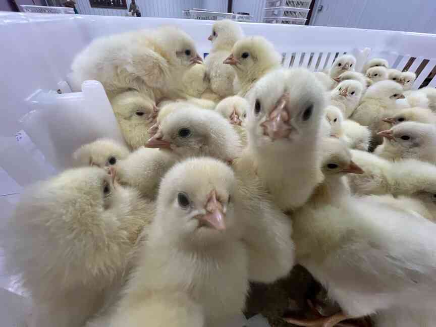 2,000 4-H members get their chicken on