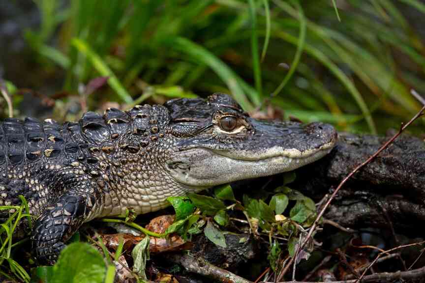 Website offers advice for living by alligators
