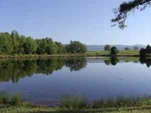 Healthy ponds start with plankton