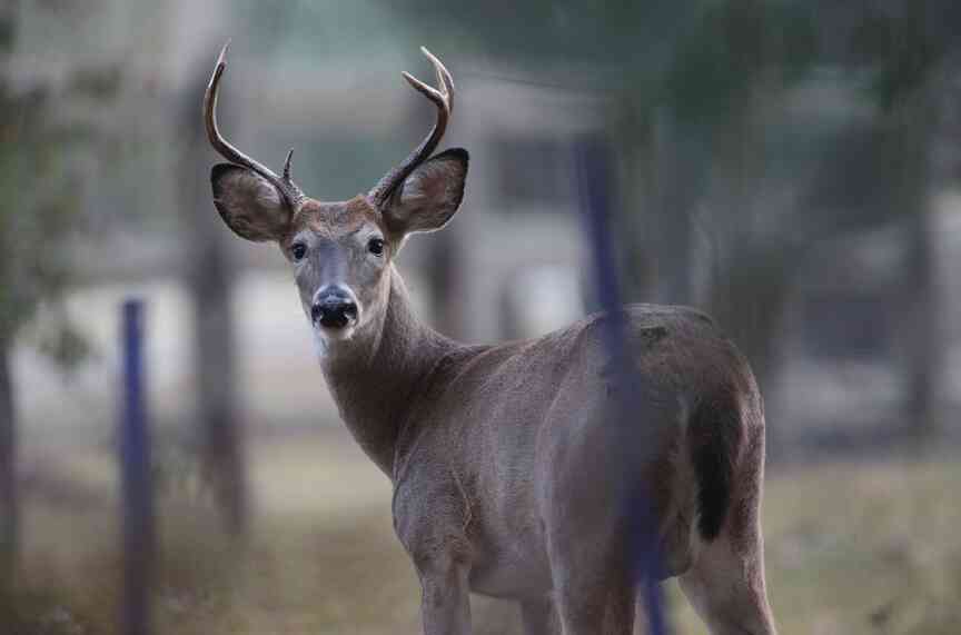 Archers urged to sign up for urban deer hunt
