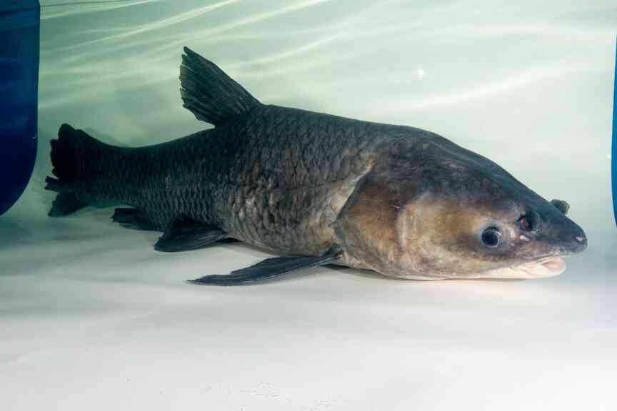 Arkansas anglers can earn up to $1,000 a month for catching invasive black carp