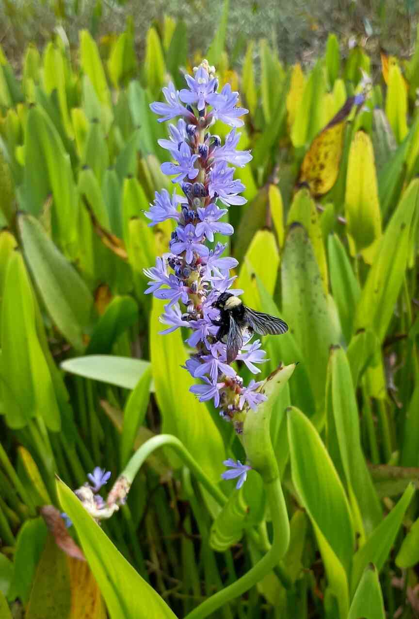 Aquatic plant growth aids, beautifies ponds