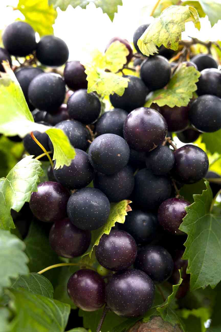 2 new varieties of muscadine grapes being released this fall