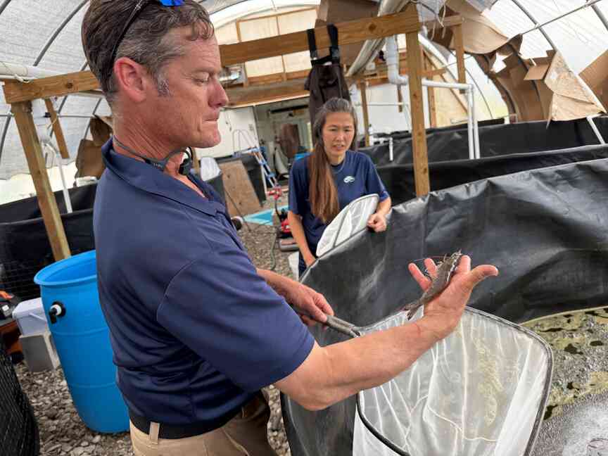 UAPB scientists aim for shrimp innovation