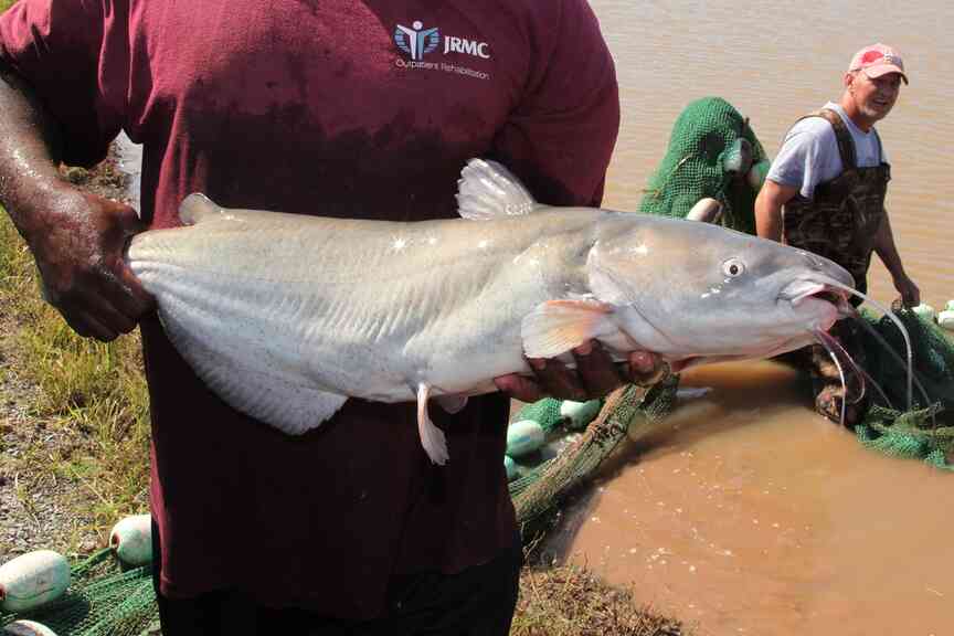 Mark Catfish Month by taking a fishing trip