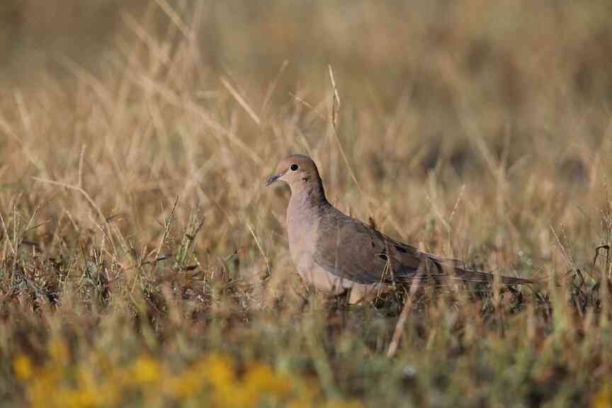 Game and Fish opens dove permits, WMAs