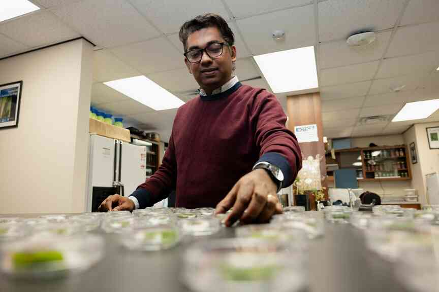 Stress shown to linger for soybeans