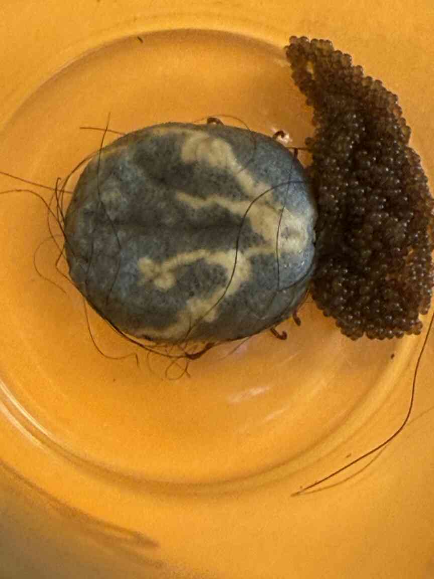 Tick-borne illness ID’d in Cleveland County, 11th in state to report disease in cattle
