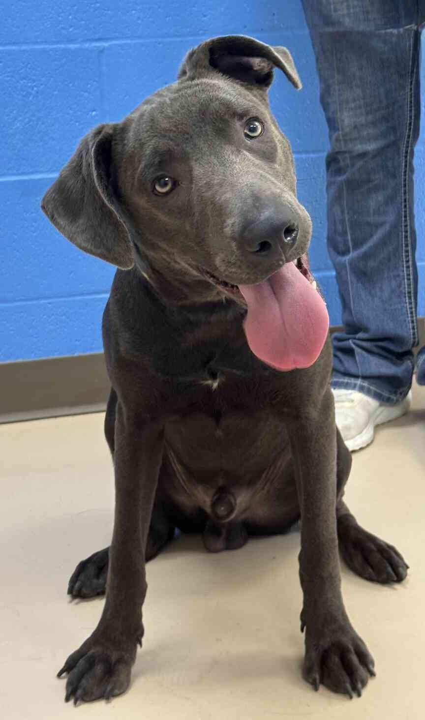 Meet Hampton
