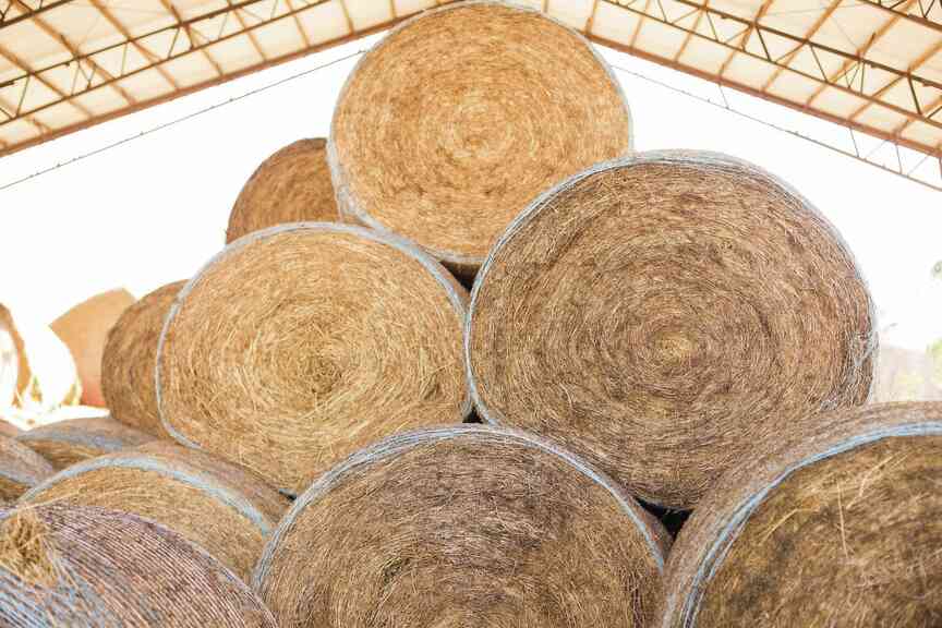 Bumper crop of hay expected in Arkansas this year