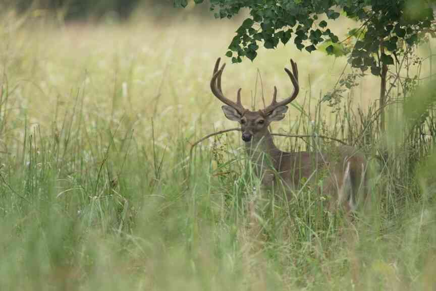 Deer season’s ‘velvet hunt’ fast approaching