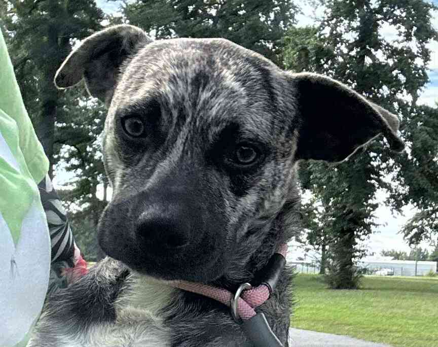 Meet Camo