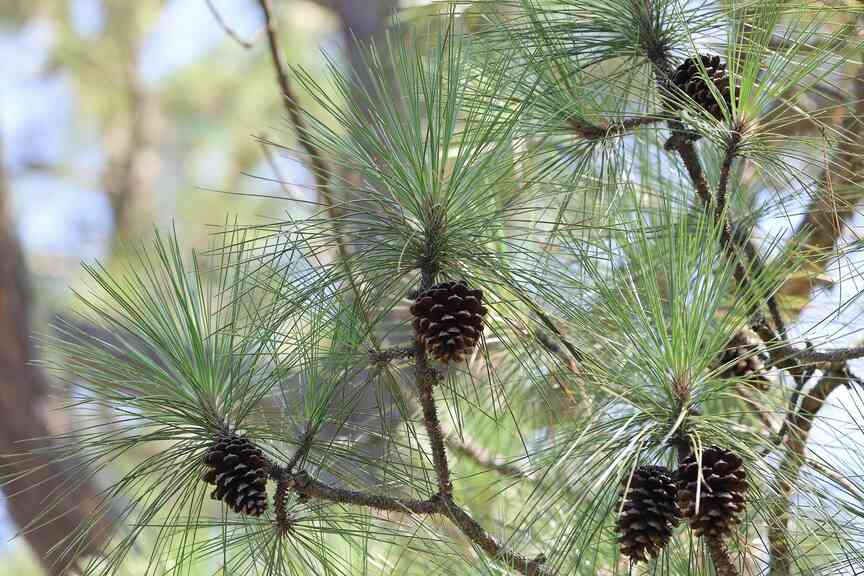 Tree growth abounds, but so do forest risks