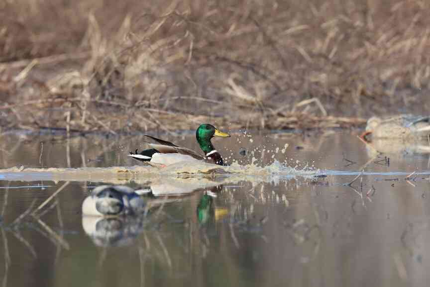 Wildlife Service issues 2025 waterfowl report