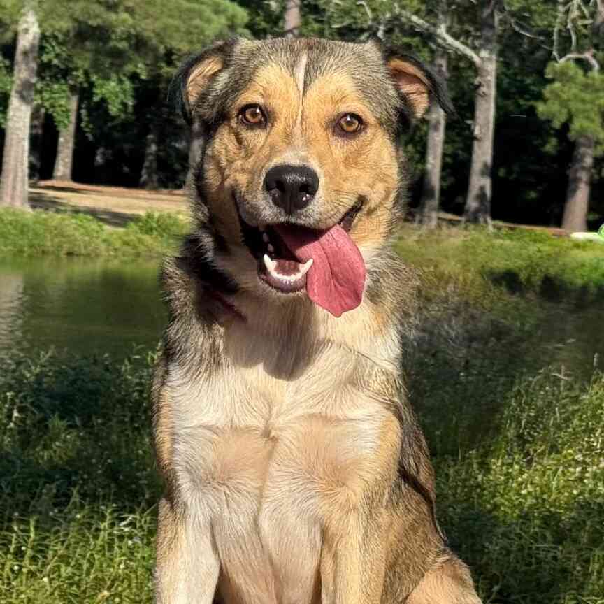 Pet of the Week; Meet Bambi
