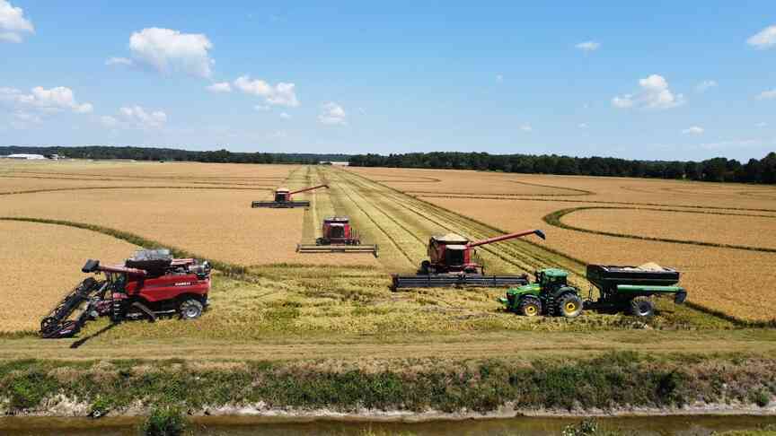 Arkansas’ rice harvest flourishing in hot weather