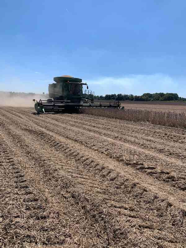 Soybean basis improves in South; harvests ongoing